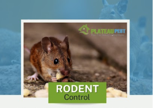 How to Know if Rats Are in Your House