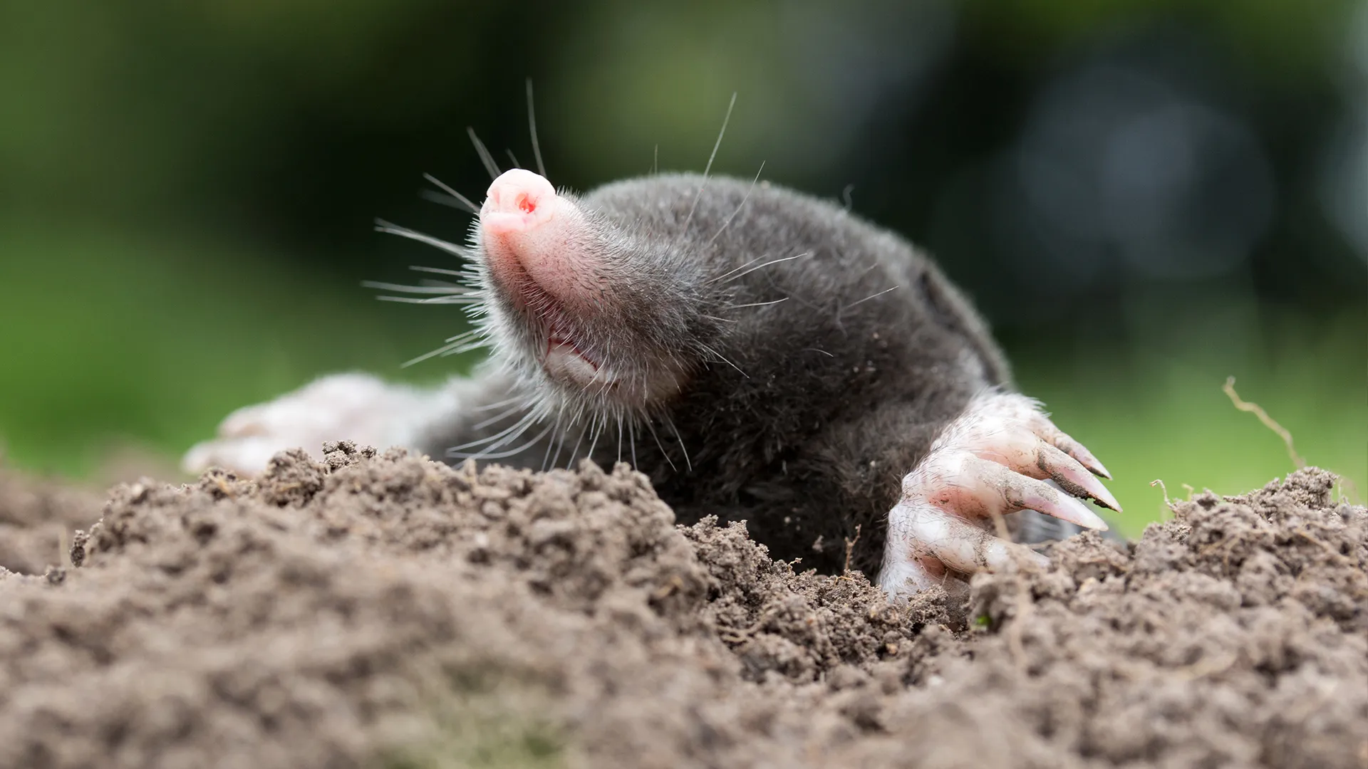 Moles
