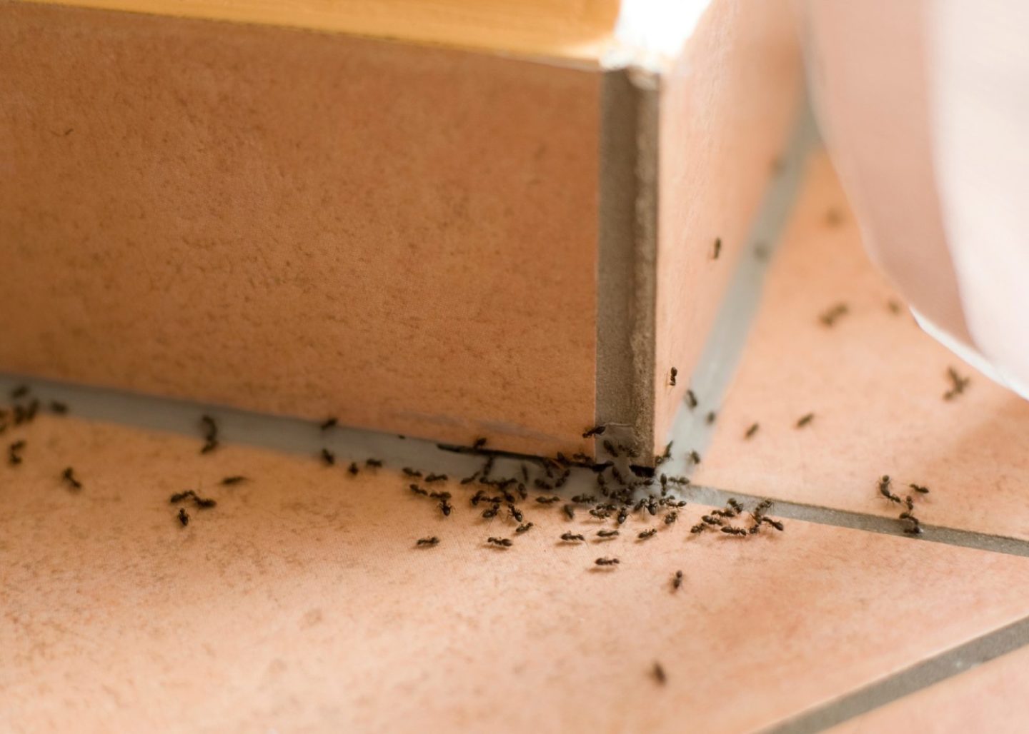 ants commercial