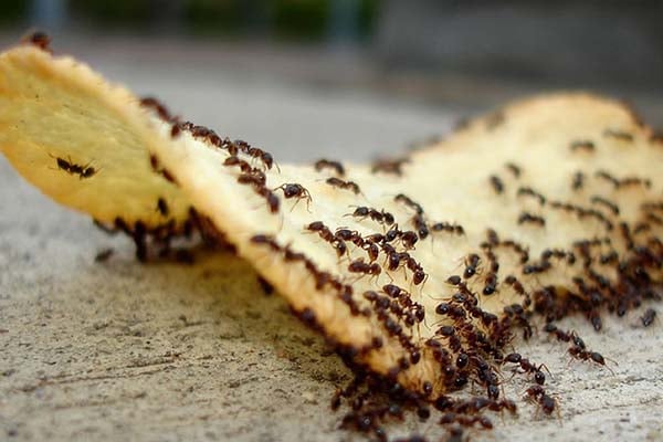 ants on chips copy 1
