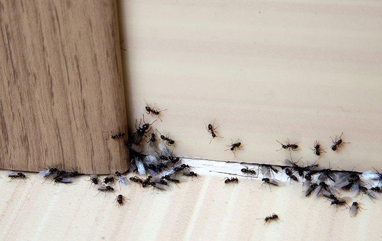 ants