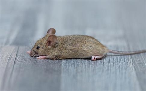 dead mice