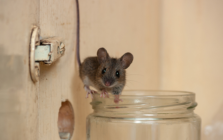 house mouse id.2403201247518