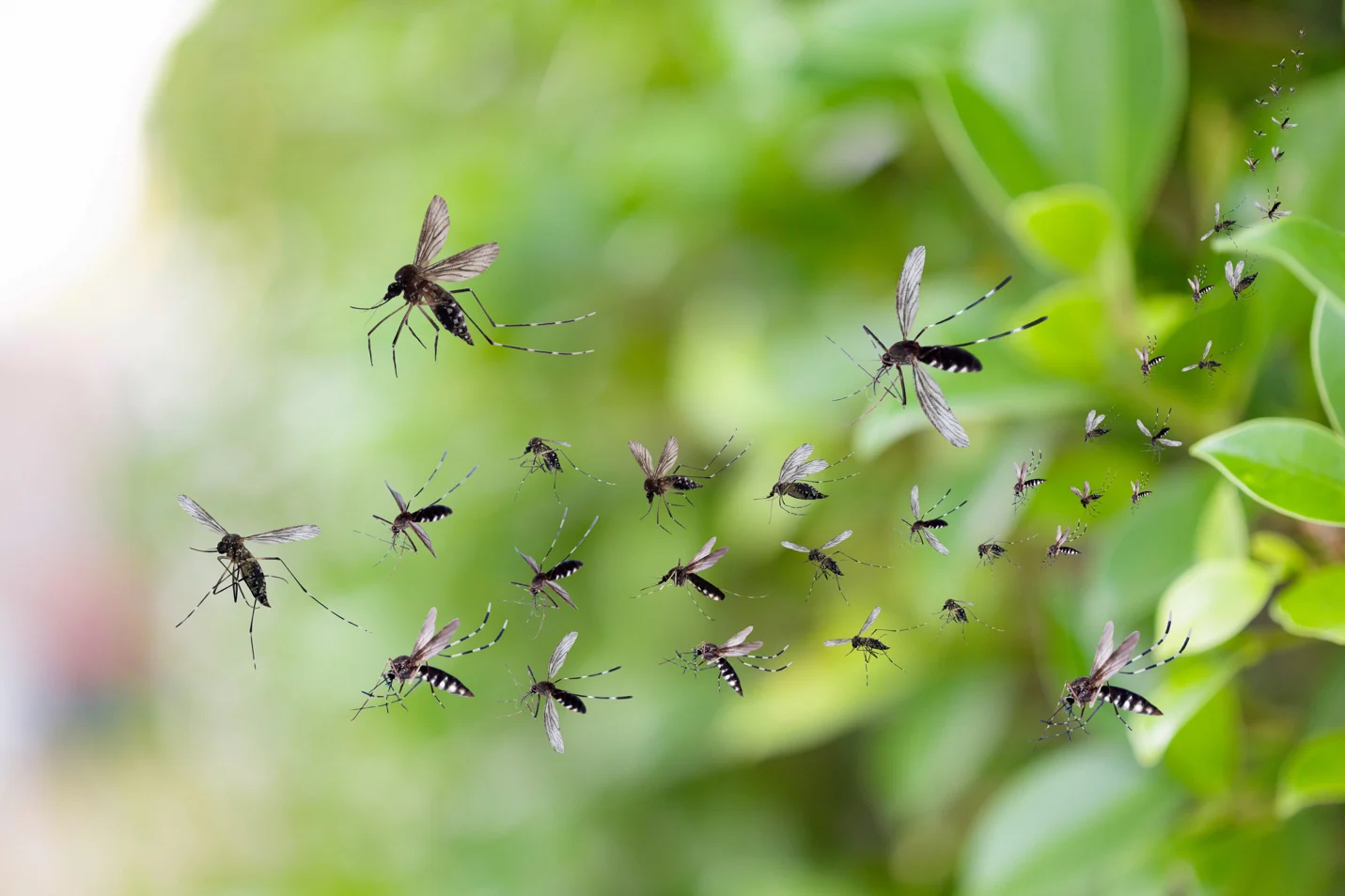 mosquitos