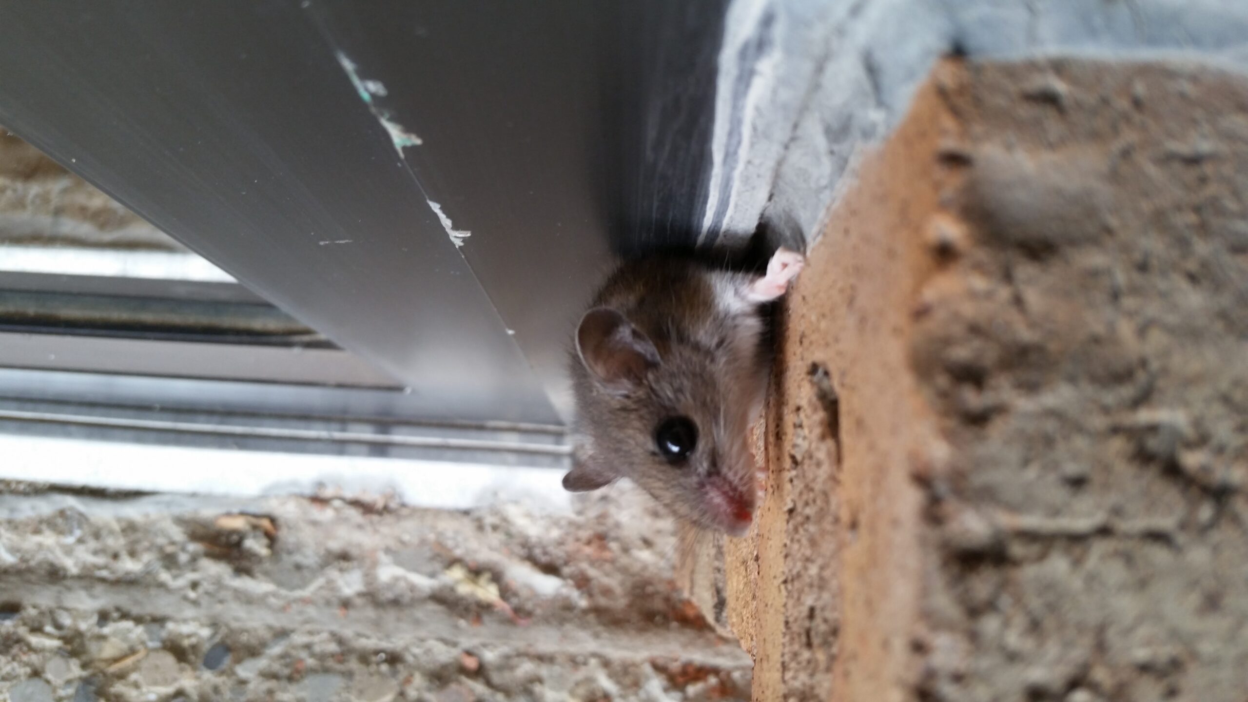 mouse climbs brick wall on home scaled