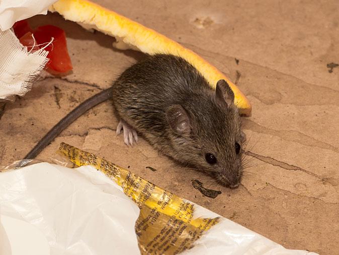 mouse in house of maine residence