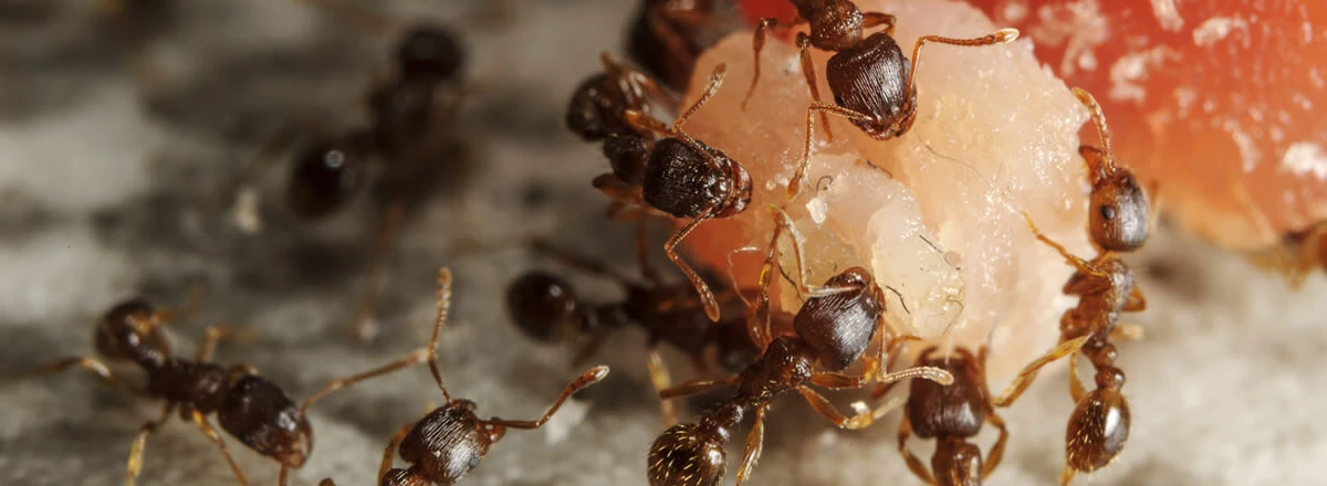 rentokil image pest ants eating