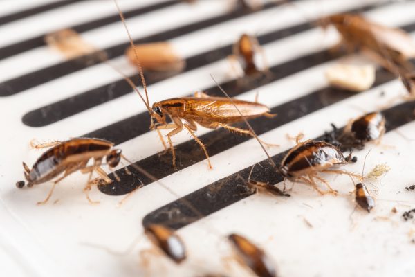 roaches commercial