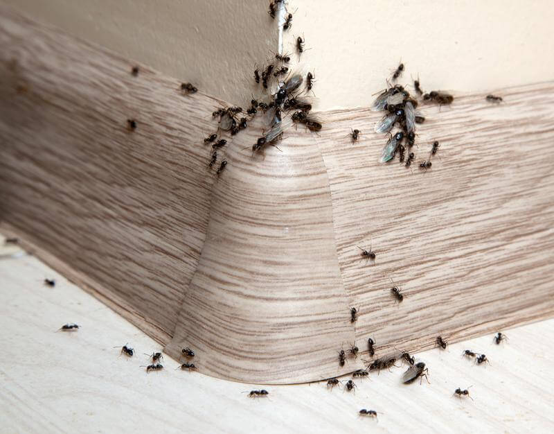 signs you have ant porblem